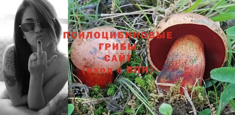 дарнет шоп  Заволжск  Галлюциногенные грибы Psilocybe 